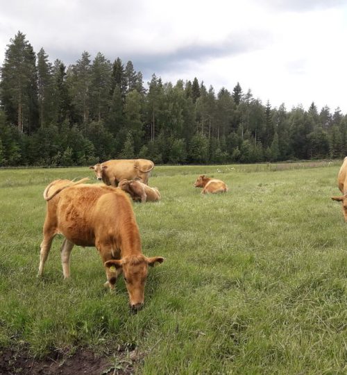 Lehmät laiduntavat kesällä