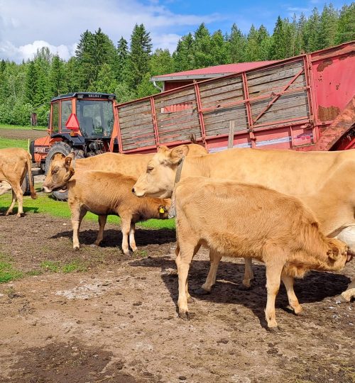 Yhdessä aamupapalla ennen laitumelle lähtöä