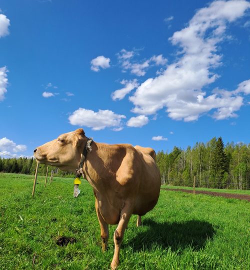 Karkki on laumamme matriarkka, kaikille kiltti vanharouva sekä erinomainen varaemä!